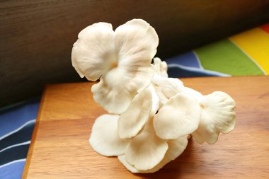 Taze toplanmış Hint İstiridye Mantarları Pişirmeye Hazır