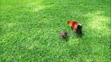 Bantam Horoz 'un yeşil çimlerin üzerinde bir tavuğa kur yaptığı ve başka bir çift tarafından rahatsız edildiği görüntüler.