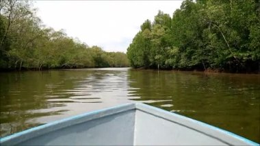 Mangrove Ormanı 'na giden nehir boyunca tekne gezisi.