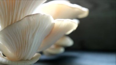 Hint istiridye mantarlarının (Pleurotus Pulmonarius) Duman benzeri Milyonlarca Sporun salınışı