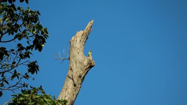 令人印象深刻的是 亚历山大鹦鹉在树脂树上放松 另一个从它的巢穴中出现了 — 图库视频影像