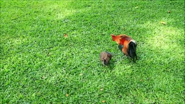 班塔姆公鸡在绿草上向母鸡求爱时被另一对夫妇打断的镜头 — 图库视频影像
