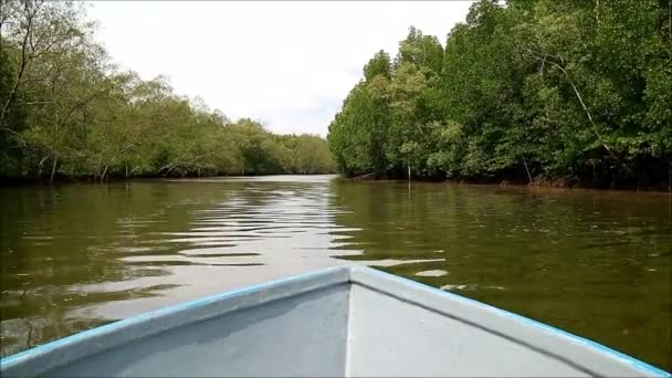 Човни Вздовж Річки Прямують Лісу Мангрових Горах — стокове відео