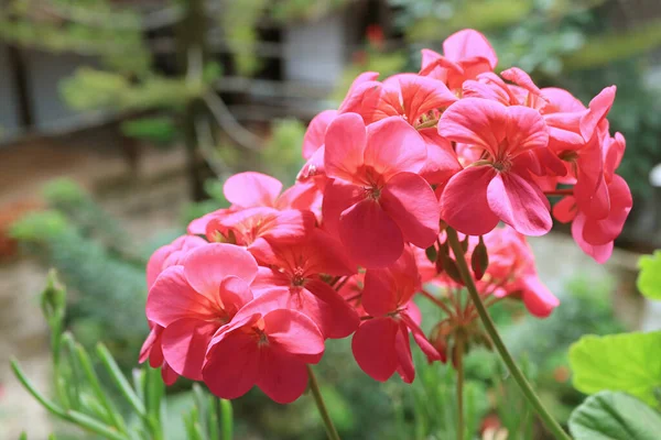 Mazzi Splendido Geranio Rosa Caldo Pelargonium Che Sboccia Alla Luce — Foto Stock