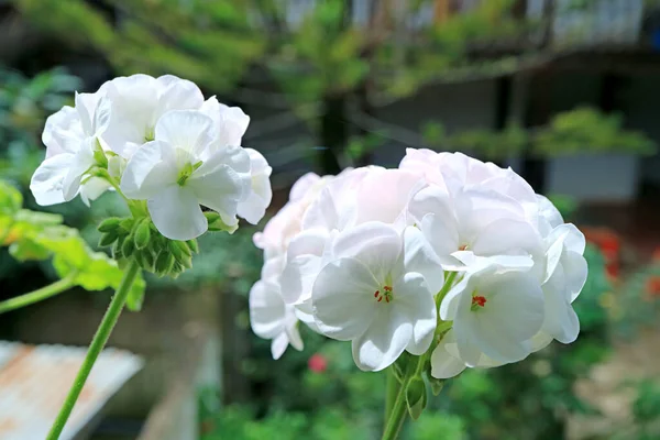 Bunches Beautiful White Geranium Pelargonium Patio — Stock Photo, Image