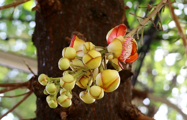 Feche Monte Incrível Shorea Robusta Sal Flower Buds Crescendo Árvore — Fotografia de Stock