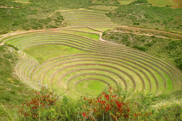 Terrazze Agricole Storiche Moray Con Fiori Rossi Cantuta Primo Piano — Foto Stock