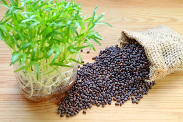 Water Spinach Seeds Scattered Wooden Table Blurry Microgreens Foreground — Stock Photo, Image