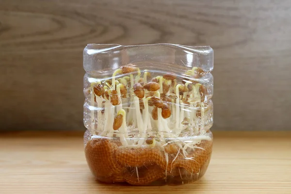 Water Spinach Seedlings Growing in a Reuse PET Water Bottle as Edible Hydroponic Houseplants