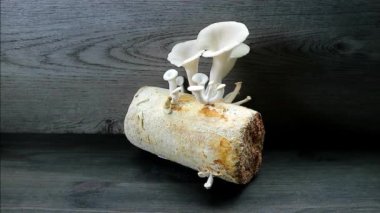 Olgun Hint İstiridye Mantarlarının Mycelium Bock 'ta büyüyen olgunlaşmamış iğnelerle çevrili görüntüleri