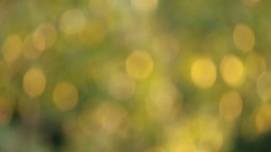 Soyut, bulanık, güneş ışığında parıldayan altın yeşilliklerin görüntüsü.