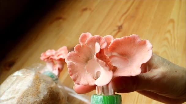 Кадри Ручної Збирання Яскравих Рожевих Грибів Ойстер Спальної Сумки — стокове відео