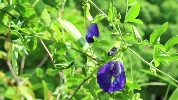 Footage Blooming Gorgeous Butterfly Pea Aparajita Flower Buds Gentle Wind — Vídeos de Stock