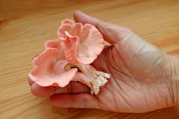 Freshly Harvested Vibrant Pink Oyster Mushrooms Hand — Stockfoto