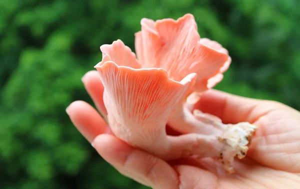 Hand Holding Bunch Freshly Harvested Beautiful Pink Oyster Mushrooms — ストック写真