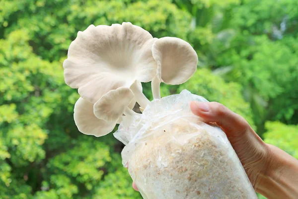 Spawn Bag Matured Indian Oyster Mushrooms Grown Houseplants Hand — ストック写真