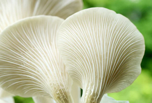 Artistic Texture Back Matured Oyster Mushrooms Pleurotus Pulmonarius — ストック写真