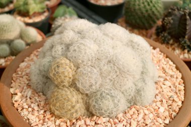 Closeup of Fluffy Rounded Shape with White Spikes of Feather Cactus in a Terracotta Pot