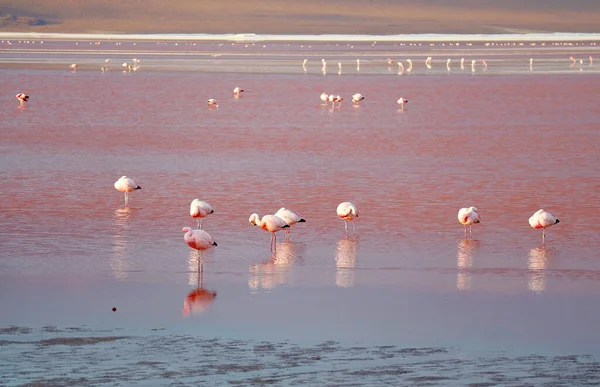 Amazing Flamingos Flamboyance Grazing Laguna Colorada Red Lagoon Bolivian Altiplano — Stockfoto