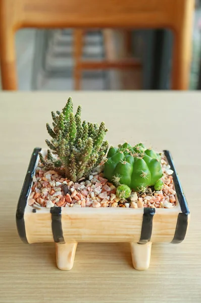 Doniczkowy Mini Zamek Kaktus Krasnolud Chin Kaktusy Izolowane Drewnianym Stole — Zdjęcie stockowe
