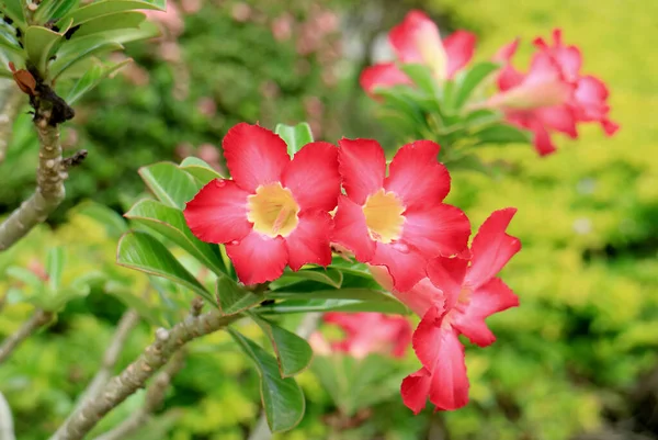Mazzo Brillante Rosa Del Deserto Rosso Adenium Obesum Fiori Che — Foto Stock