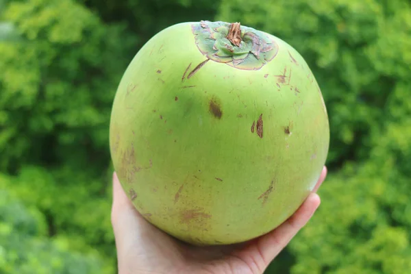 Fresh Young Coconut Hand Blurry Green Foliage Backdrop — Stockfoto