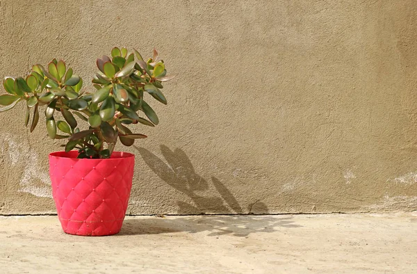 Potted Crassula Ovata Succulent Plant Sunlight — Stock Photo, Image