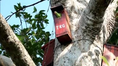 Footage of an Adorable Alexandrine Parakeet Waiting for Something from her Tree House