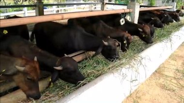 Footage of Gang of Murrah Buffaloes Enjoy Eating Grass in a Dairy Farm