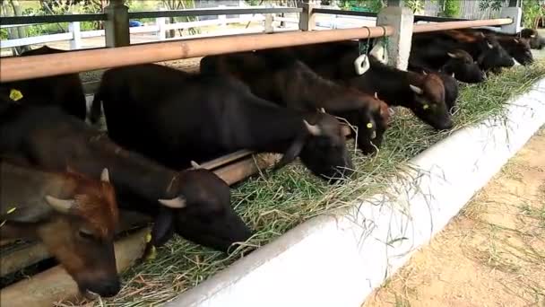 Footage Gang Murrah Buffaloes Enjoy Eating Grass Dairy Farm — Stock video