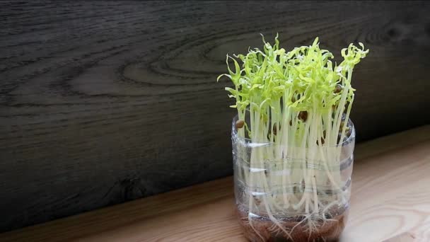 Footage Water Spinach Hydroponic Microgreens Grown Urban Houseplant Using Reused — ストック動画