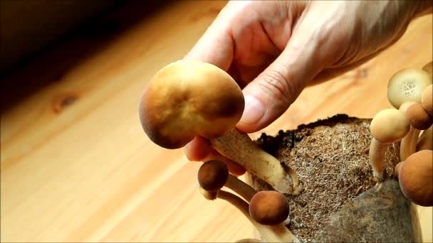 Footage Man Hand Harvesting Growth Yanagi Matsutake Mushroom Grown Houseplant — ストック動画