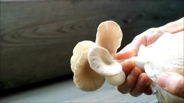Footage Man Hand Harvesting Matured Indian Oyster Mushrooms Grown Houseplant — ストック動画