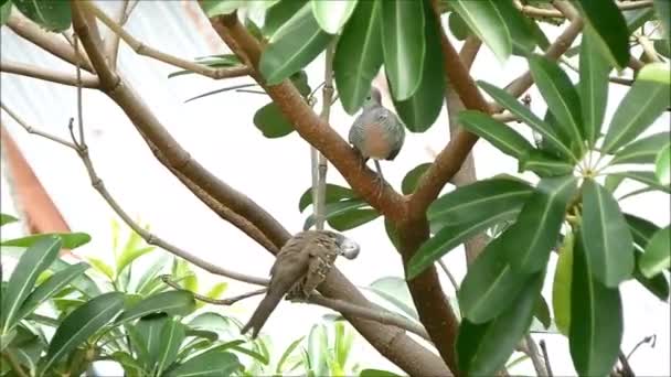 Footage Young Zebra Dove Preening Tree Branch Adult Bird Being — Stockvideo