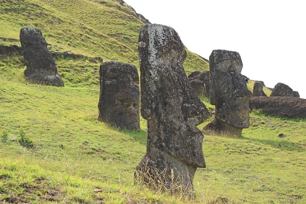 Αμέτρητα Εγκαταλελειμμένα Τεράστια Αγάλματα Moai Στο Ηφαίστειο Rano Raraku Ιστορικό — Φωτογραφία Αρχείου