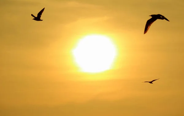 Silhouette Flying Birds Golden Morning Sky Rising Sun — 图库照片