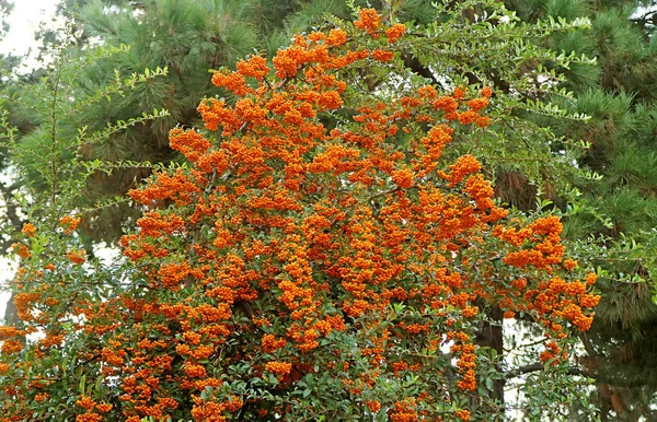 Bunches Vivid Orange Berries Firethorn Pyracantha Growing Fence - Stock-foto