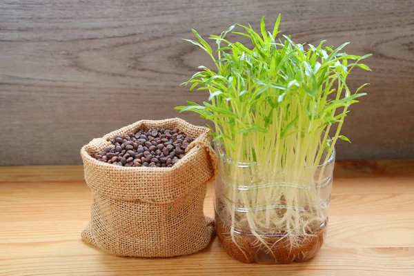 Water Spinach Seeds with Their Hydroponic Microgreens Ready for Harvesting