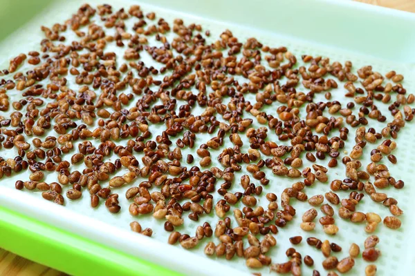 Water Spinach Seeds Being Spread Mat Hydroponic Microgreens Growing Tray — Foto de Stock