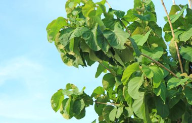 Teak Foliage Against Blue Sky in Thailand