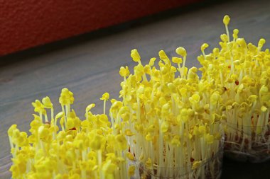 Pale Color Daikon Sprouts after the Blackout Period Continue Growing in the Light