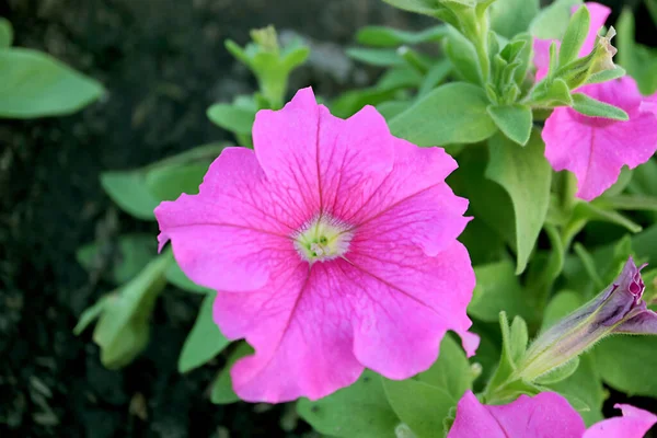 Closeup of a Gorgeous Hot Pink Petunias Blossoming on Its Tree