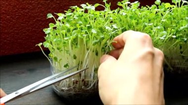 Hydroponic Daikon Mikroyeşillerinin Yenilebilir Ev Olarak Yetiştirilmesinin Görüntüsü