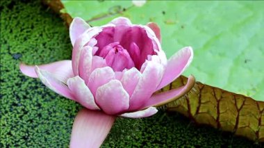 Muhteşem Victoria Amazonica Çiçeği 'nin (Dev Su Zambağı) Gölette Çiçek açması