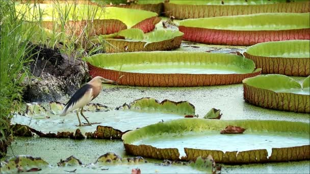 Çiftleşme Mevsiminde Bir Javan Gölet Balıkçısının Victoria Amazonica Dinlenen Lily — Stok video