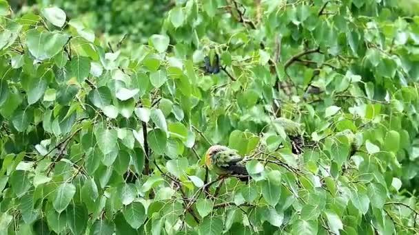 在菩提树的花纹上沐浴后 成群结队的橙乳绿鸽子会在雨中捕食 — 图库视频影像