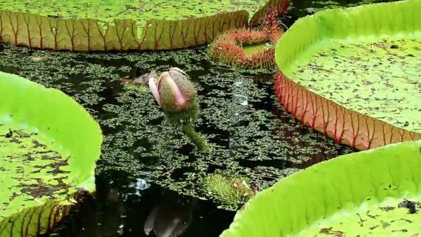 Filmagem Espinhoso Victoria Amazonica Flower Bud Uma Lagoa Coberta Ervas — Vídeo de Stock