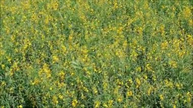 Muhteşem Sunn Hemp Field in the Wind ve Sunlight