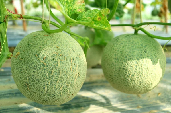 Paire Fruits Melon Muscade Presque Mûrs Sur Les Arbres Serre — Photo