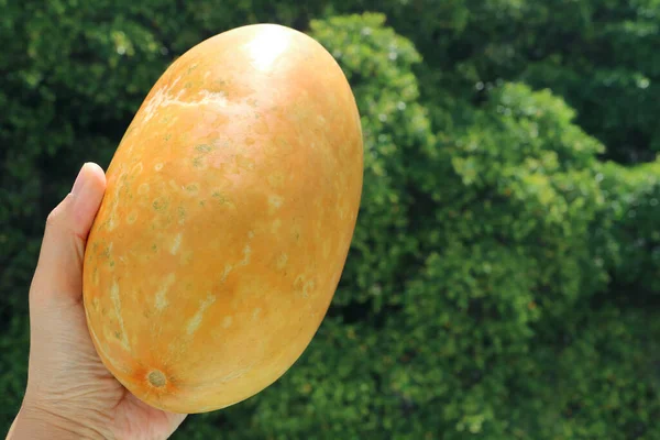 Ręka Dojrzałym Tajskim Melonem Rozmazanym Zielonym Liściem Tle — Zdjęcie stockowe